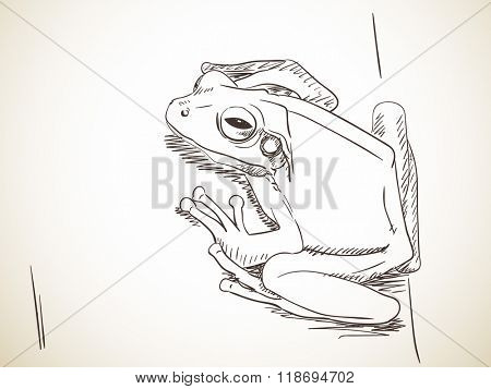 Sketch of frog, Hand drawn illustration