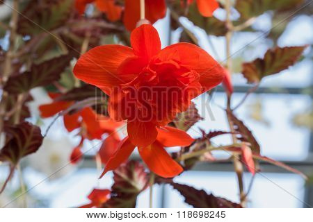 Beautiful Begonia Tuberhybrida Flower.