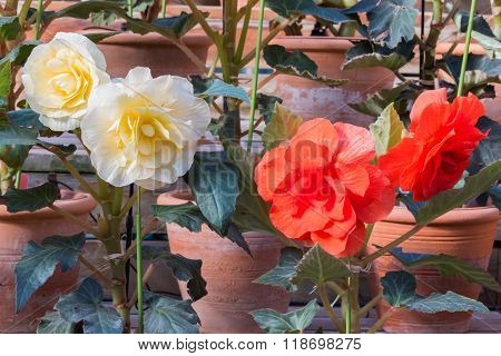 Beautiful Begonia Tuberhybrida Flower.