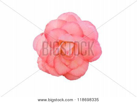 Begonia Tuberhybrida Pink Flower.