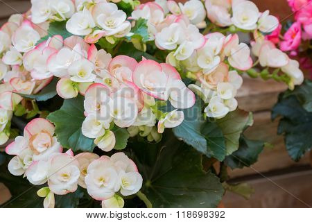Beautiful Begonia Tuberhybrida Flower.