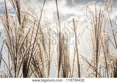 Dry Grass Texture With Grey Sky And White Clouds. Winter Background With Sedge Dry Grass, Grey Froze