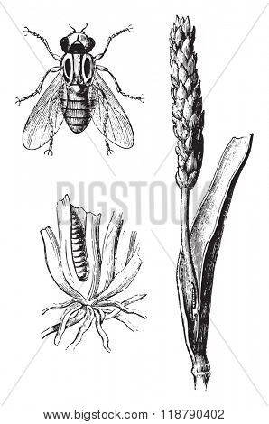The Chlorops rye, vintage engraved illustration. Magasin Pittoresque 1876.