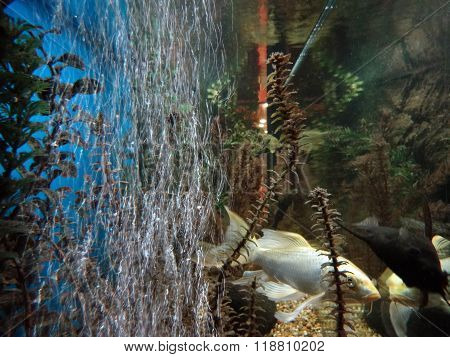 Air bubbles in the aquarium