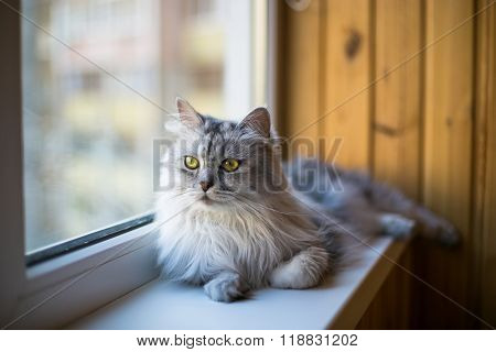 Beautiful grey cat sitting on windowsill and looking to a window