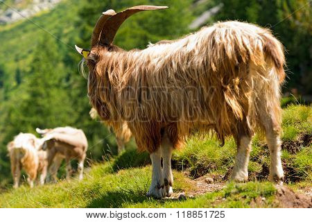 Mountain Male Goat