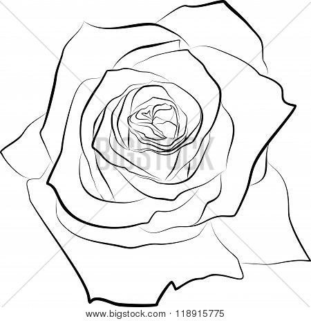 black-white rose