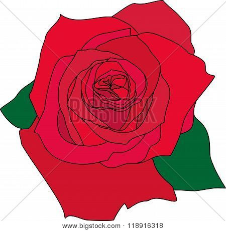 Red rose