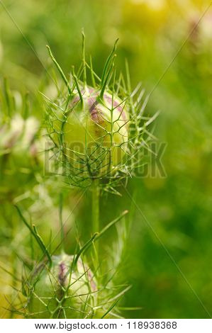 Nigella Seed Capsule, Nigella Sativa. Love-in-the-mist