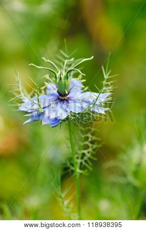 Black Seed, Nigella Sativa, Purple Blue Flower