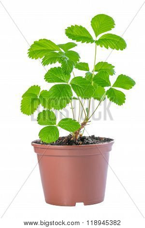 Bush Of Spring Sapling Sprout Strawberry Plant In Plastic Container Is Isolated On White Background