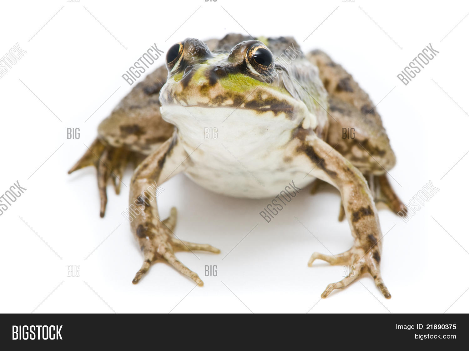 Rana Ridibunda. Lake Image & Photo (Free Trial) | Bigstock