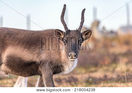 Brown reindeer - close up - watching into the camera.