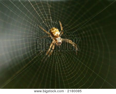 Ragnatela