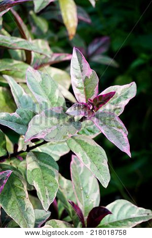 fresh green Pseuderanthemum atropurpureum plant in nature garden