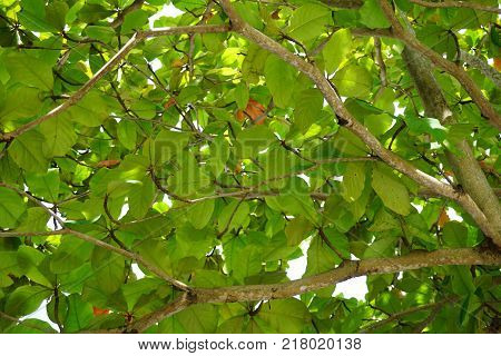 close up Terminalia catappa leaves in nature garden