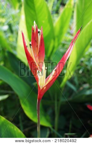 close up Heliconia flower in nature garden