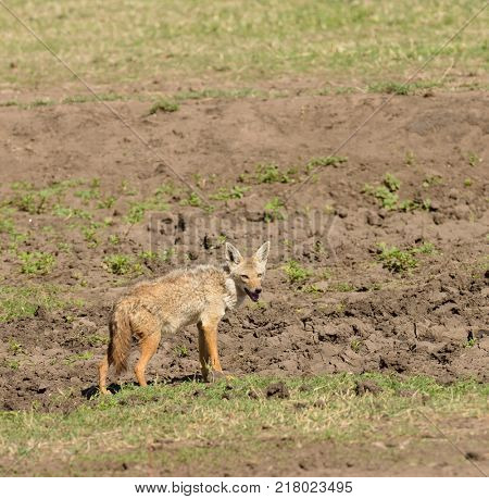 Close-up of Golden Jackal (scientific name: canis aureus, or 
