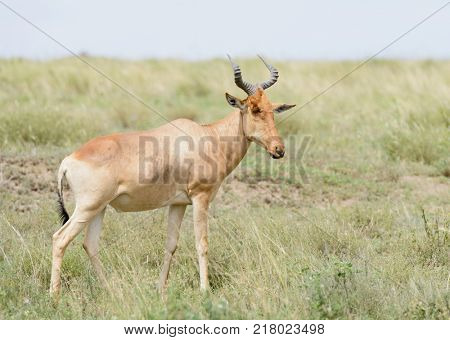 Closeup of Coke's Hartebeest (scientific name: Connochaetes taurinus or 
