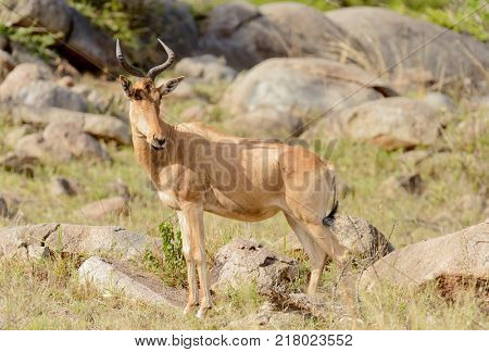 Closeup of Coke's Hartebeest (scientific name: Connochaetes taurinus or 