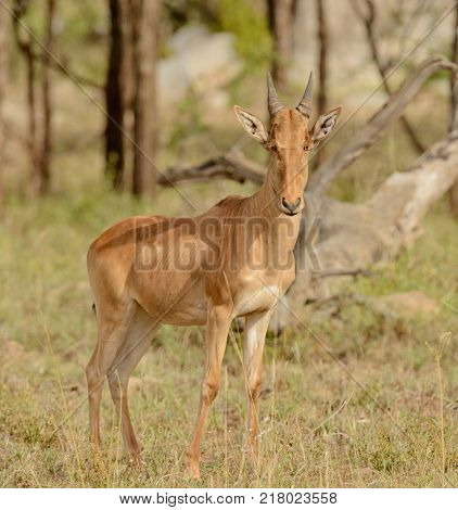 Closeup of Coke's Hartebeest (scientific name: Connochaetes taurinus or 