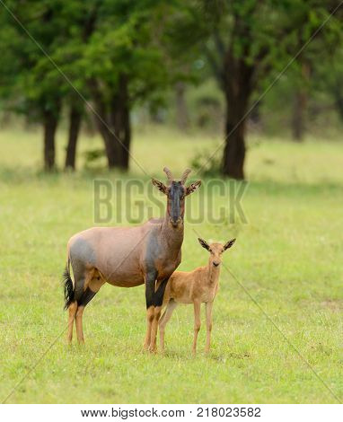 Female Topi with her young (scientific name: Damaliscus lunatus jimela or 