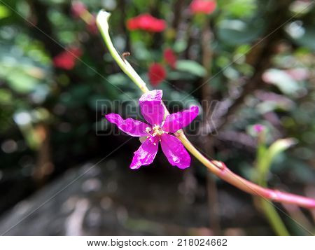 close up talinum paniculatum flower in nature garden