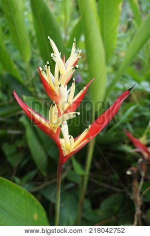 close up Heliconia flower in nature garden