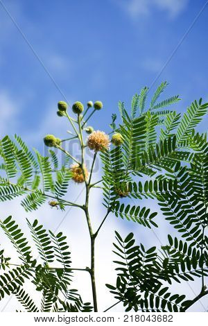 fresh green leucaena glauca plant in nature garden