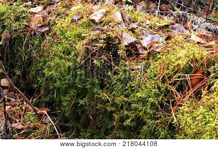 Autumn foliage and green moss on a tree. The natural microclimate.