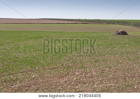 Barley fields in a system of dryland agriculture. Photo take in Toledo Province, Spain