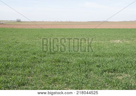 Barley fields in a system of dryland agriculture. Photo take in Toledo Province, Spain