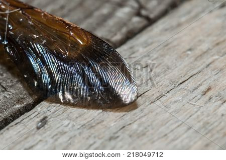 Wing wasp on a wooden background closeup. Macro photography, selective focus.
