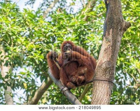 A female of the orangutan with a cub in the zoo. Bornean orangutan Pongo o pygmaeus wurmmbii in the zoo