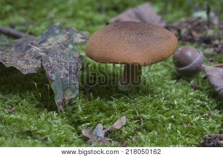 Gymnopilus picreus mushrooms on an old stump with a green moss close up