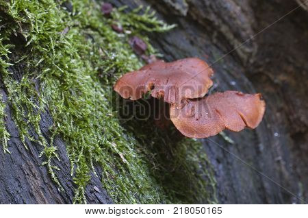 Gymnopilus picreus mushrooms on an old stump with a green moss close up