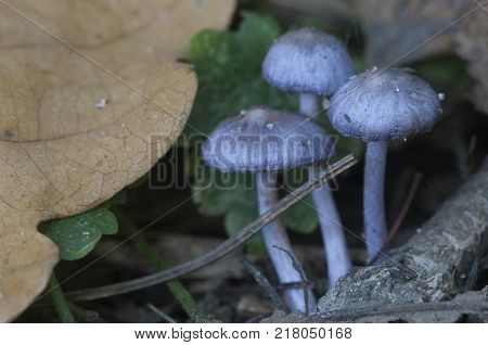 Entoloma sp in a forest close up shot local focus
