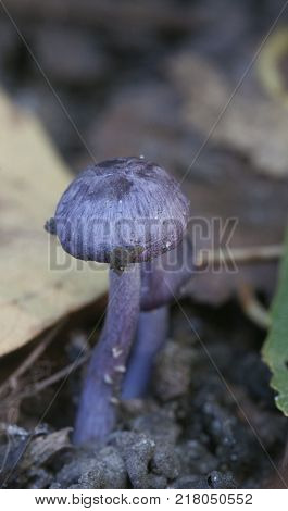 Entoloma sp in a forest close up shot local focus