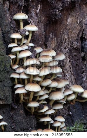 Hypholoma lateritium or brick cap is considered inedible in Europe and edible in USA and Japan