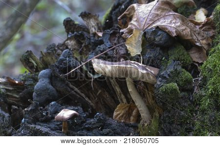 Deer Mushroom (Pluteus cervinus) in a forest close up