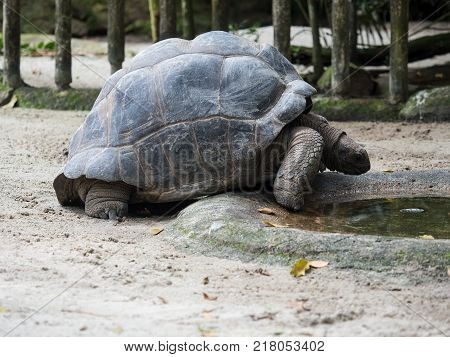 Giant tortoise drinking water in a puddle