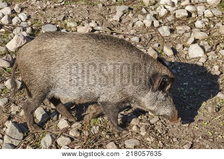 Female wild boar feeding on the ground. Animal background. Horizontal
