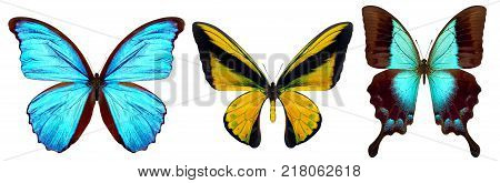 Set of beautiful butterflies isolated on a white background
