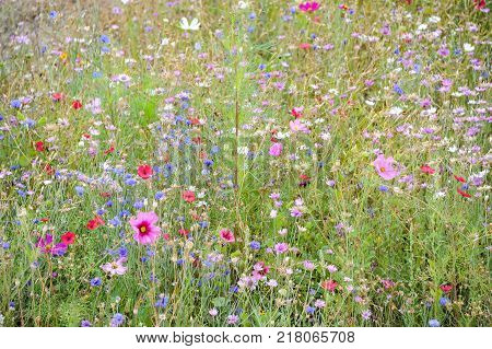 Flower Bed With Different Colors In Summer