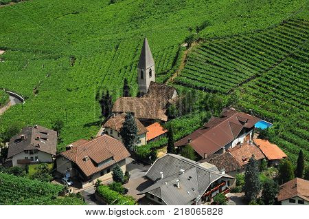 Wineyard near Bolzano, Italy view from cableway.