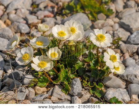 Flower Bed With Different Colors In Summer