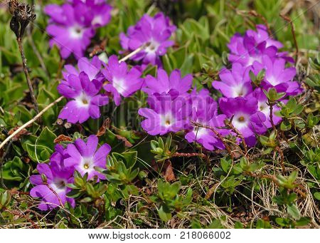 Flower Bed With Different Colors In Summer