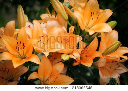 Flower Bed With Different Colors In Summer
