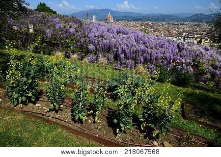 Blooming Wisteria at Bardini Garden in Florence with Cathedral of Santa Maria del Fiore on Background, Florence, Italy