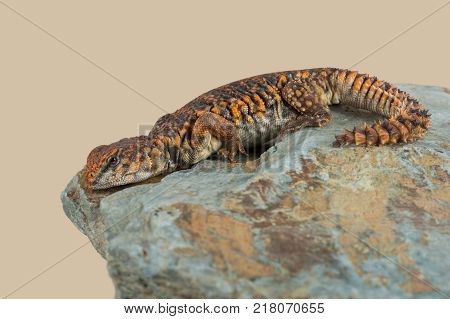 Saharan Spiny Tailed Lizard (Uromastyx Geyri) basking on a rock